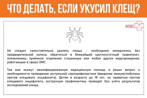  Осторожно! Клещи